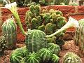 Easter Lily Cactus